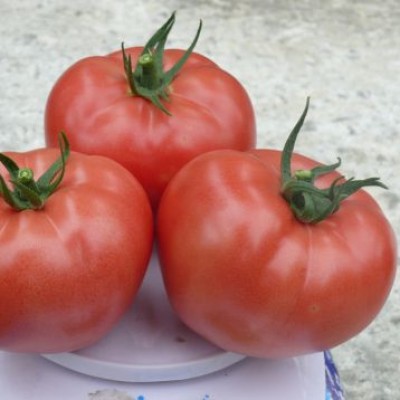 Семена томата индетерминантного Сапфира (1625 F1), ранняя новинка!!!, (1000 сем.) Lark Seeds